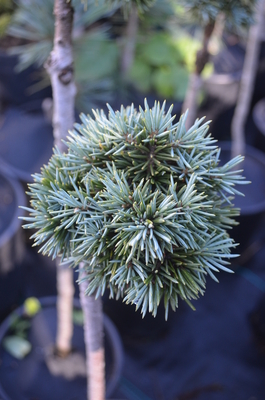 Picea pungens ''Yvette