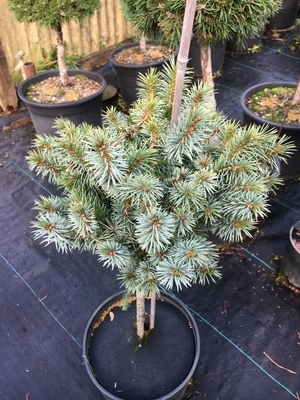 Picea sitchensis 'Papoose' | Standards