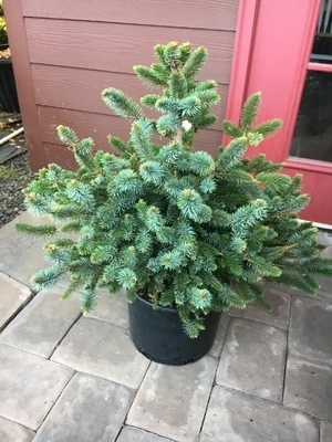 Picea sitchensis 'Renken' | Conifers