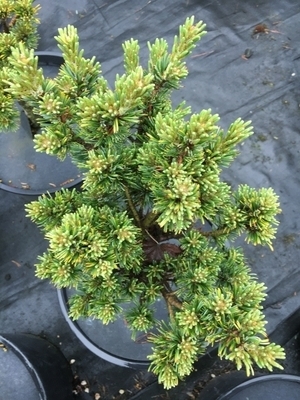 Pinus banksiana 'Chippewa' | Conifers