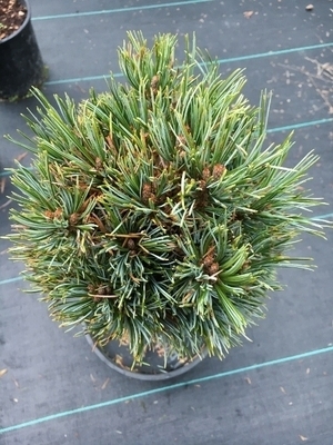 Pinus koraiensis 'Blue Ball' | Standards