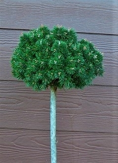 Pinus mugo (1040 Broom) | Standards
