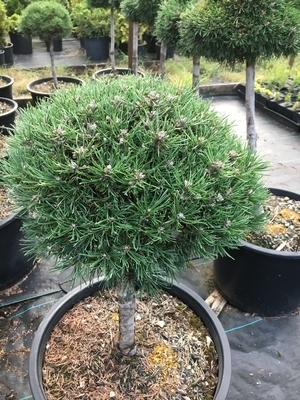 Pinus mugo 'Denny's Dwarf' | Conifers