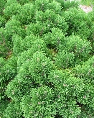 Pinus mugo 'Jakobsen' | Conifers