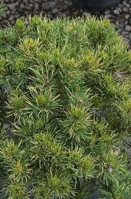 Pinus mugo 'Sunshine' | Conifers