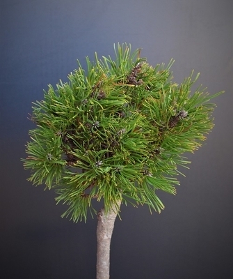 Pinus mugo 'Varella' (Standard) | Standards