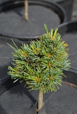 Pinus parviflora 'Catherine Elizabeth' | Conifers