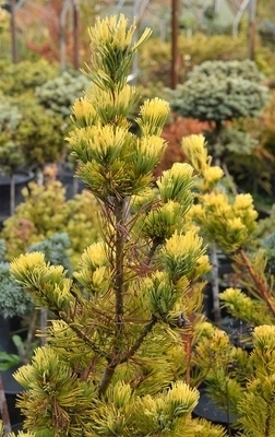 Pinus parviflora 'Dr. Landis' | Conifers