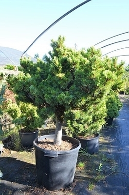 Pinus parviflora 'Hagoromo' | Conifers