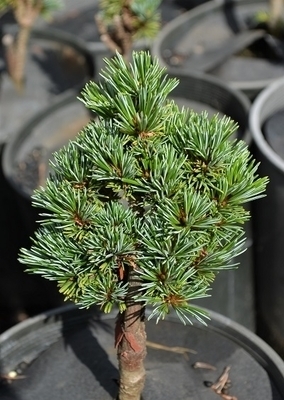 Pinus parviflora 'Regenhold' | Standards