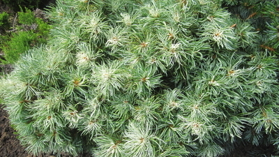 Pinus parviflora 'Tanima no uki' | Conifers