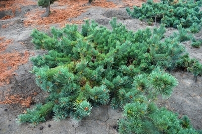 Pinus sylvestris 'Albyn's Prostrata' | Conifers