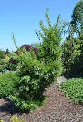Pinus x schwerinii 'Wiethorst' | Conifers