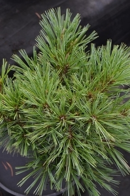 Pinus strobus 'Blue Shag' | Standards