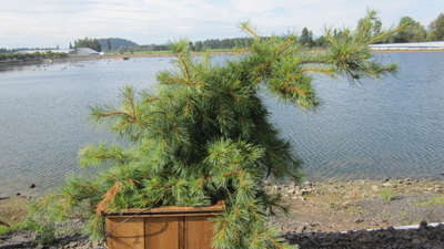 Pinus strobus 'Niagara Falls' | Conifers