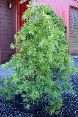 Pinus strobus 'Pendula' | Conifers