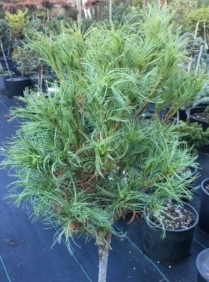 Pinus strobus 'Vercurve' | Standards