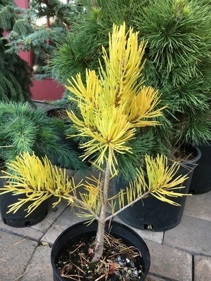 Pinus sylvestris 'Gold Coin' | Conifers