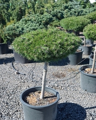 Pinus uncinata 'Paradekissen' | Conifers