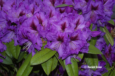 Rhododendron 'Plum Beautiful' | Rhododendrons (Hybrids & species)