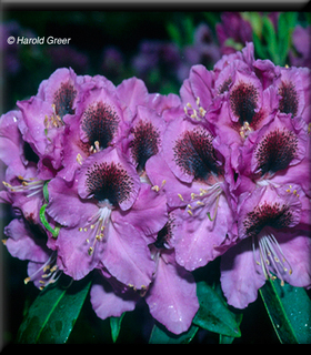 Rhododendron 'Abe Arnott' | Rhododendrons (Hybrids & species)