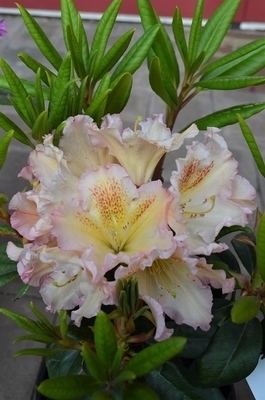 Rhododendron 'Amber Waves | Rhododendrons (Hybrids & species)