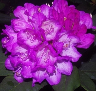 Rhododendron 'Amiblue' | Rhododendrons (Hybrids & species)