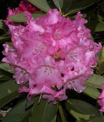 Rhododendron 'Anita Gehnrich' | Rhododendrons (Hybrids & species)