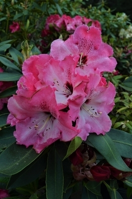 Rhododendron 'Arnold Piper' | Rhododendrons (Hybrids & species)