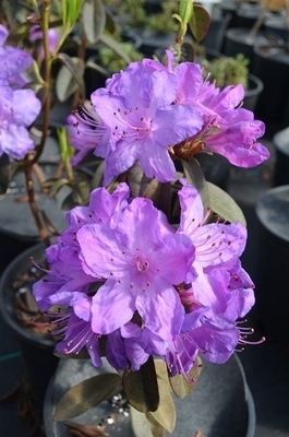 Rhododendron augustinii 'Barto Blue' | Rhododendrons (Hybrids & species)