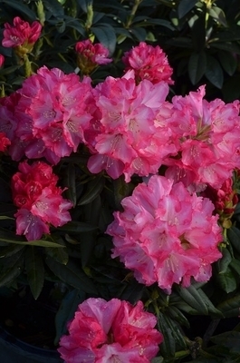 Rhododendron 'Barmstedt' | Rhododendrons (Hybrids & species)