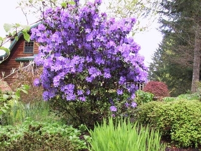 Rhododendron 'Blaney's Blue' (Standard) | Standards