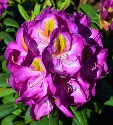 Rhododendron 'Blue Bell' | Rhododendrons (Hybrids & species)