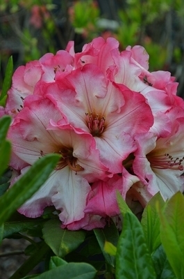 Rhododendron 'Bodacious' | Rhododendrons (Hybrids & species)