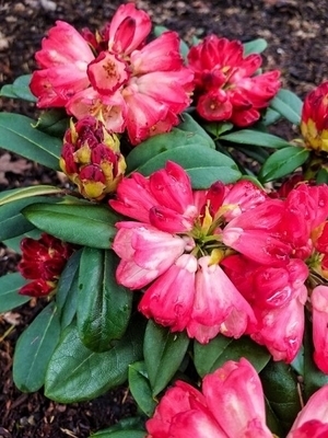 Rhododendron 'Bruce Briggs' | Rhododendrons (Hybrids & species)