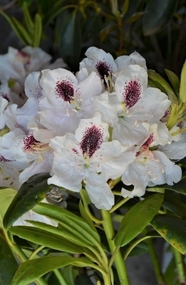 Rhododendron 'Calsap' | Rhododendrons (Hybrids & species)