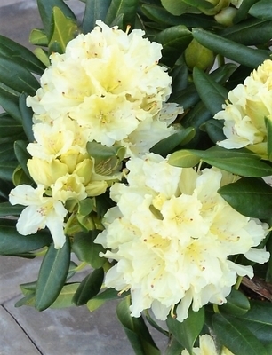 Rhododendron 'Capistrano' | Rhododendrons (Hybrids & species)