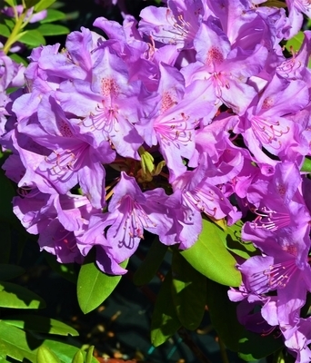 Rhododendron 'Carolina Spring' | Rhododendrons (Hybrids & species)