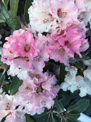 Rhododendron 'Chemainus' | Rhododendrons (Hybrids & species)