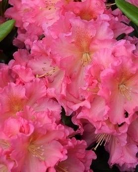 Rhododendron 'Cody' | Rhododendrons (Hybrids & species)