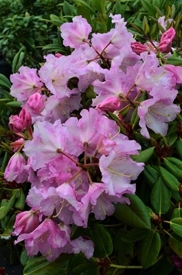 Rhododendron 'Compacta' | Rhododendrons (Hybrids & species)