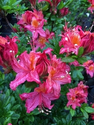 Rhododendron cumberlandense (bakeri) | Rhododendrons (Hybrids & species)