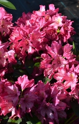 Rhododendron 'Deep Clover' | Rhododendrons (Hybrids & species)