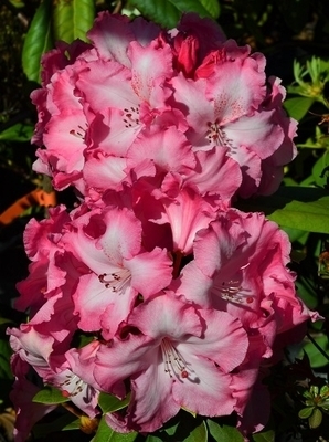 Rhododendron 'Dorothy Bishop' | Rhododendrons (Hybrids & species)