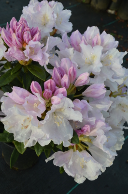 Rhododendron 'Hoppy' | Rhododendrons (Hybrids & species)