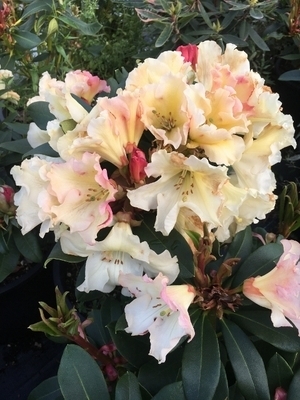 Rhododendron 'Horizon Monarch' | Rhododendrons (Hybrids & species)
