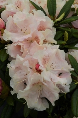 Rhododendron 'Love Poem' | Rhododendrons (Hybrids & species)