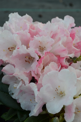 Rhododendron 'Mardi Gras' | Rhododendrons (Hybrids & species)