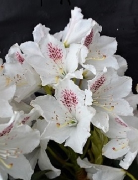 Rhododendron 'Martha Player' | Rhododendrons (Hybrids & species)