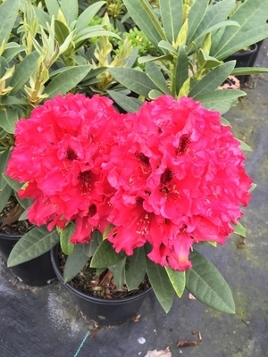 Rhododendron 'Max Sye' | Rhododendrons (Hybrids & species)